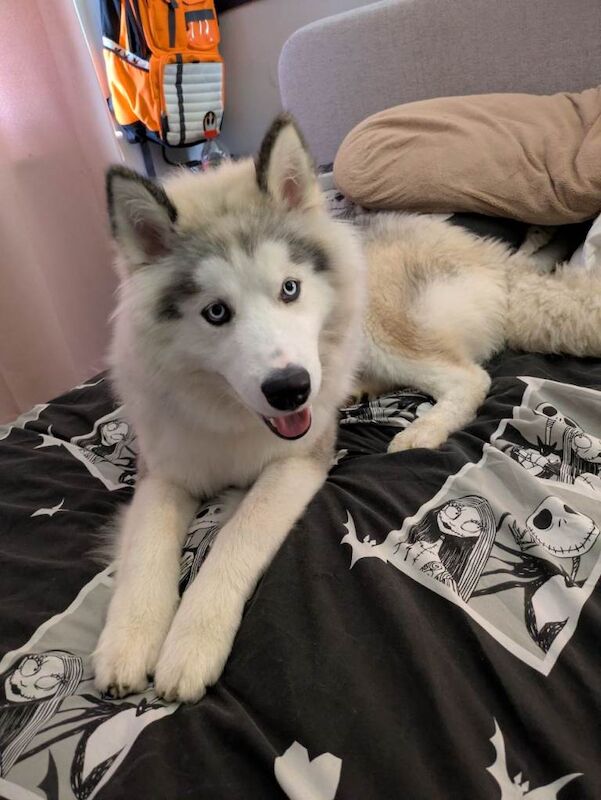 Siberian Husky Puppies For Sale Under £1,000