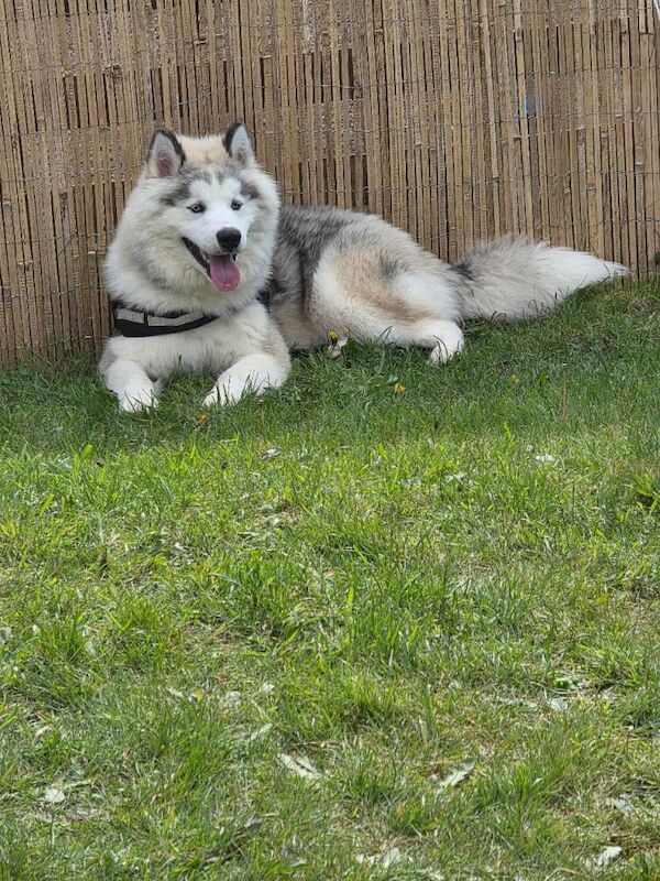 Husky x malamute for rehoming - Image 2 of 2