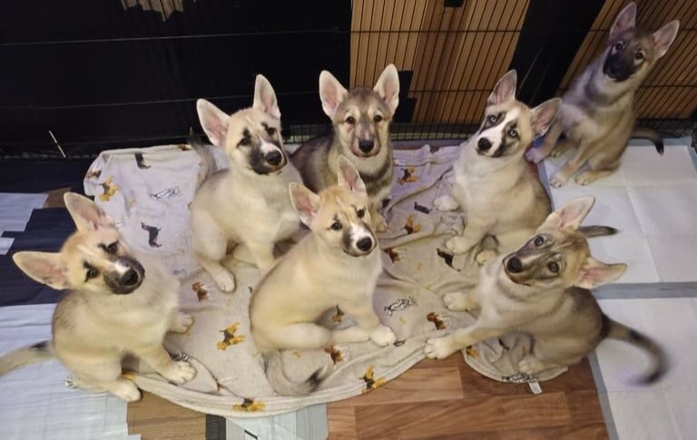 Siberian Husky puppies for sale in Mansfield, Nottinghamshire – 3 months old