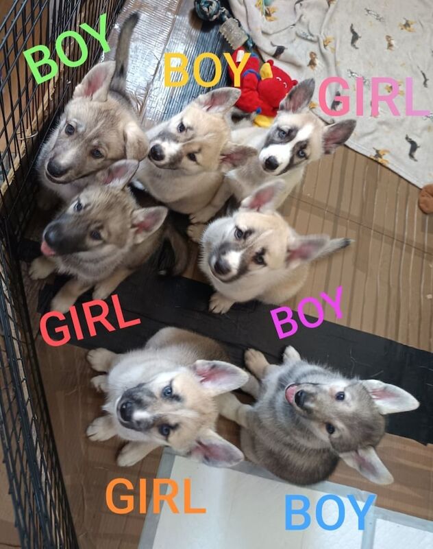 Siberian Husky puppies for sale in Mansfield, Nottinghamshire – 3 months old - Image 2 of 3