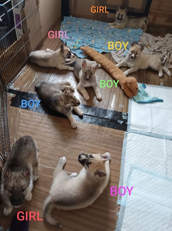 Siberian Husky puppies for sale in Mansfield, Nottinghamshire – 3 months old - Image 3 of 3