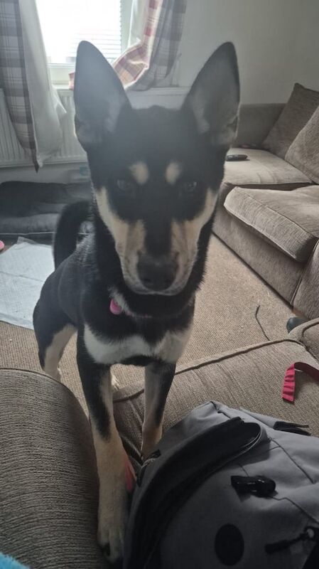 Siberian Husky puppies for sale in Newton Abbot, Devon – 1 year old