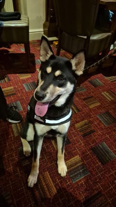 Siberian Husky puppies for sale in Newton Abbot, Devon – 1 year old - Image 2 of 3