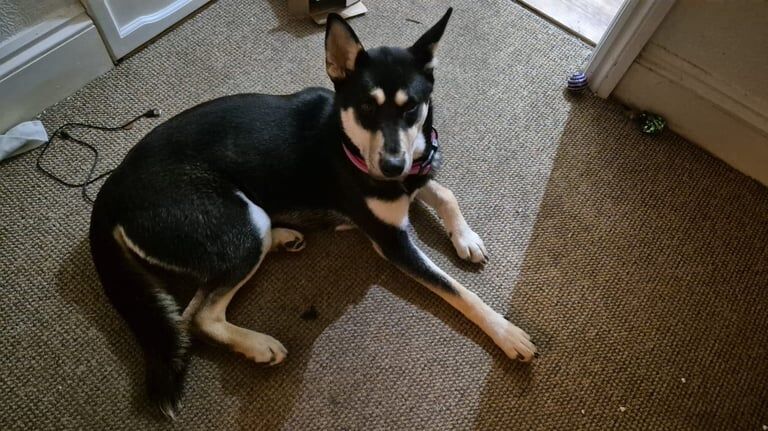Siberian Husky puppies for sale in Newton Abbot, Devon – 1 year old - Image 3 of 3