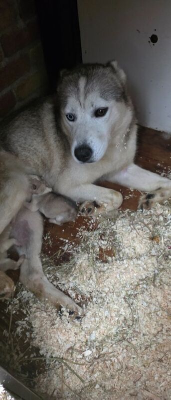 I am selling 3 Siberian Huskies, one month old.