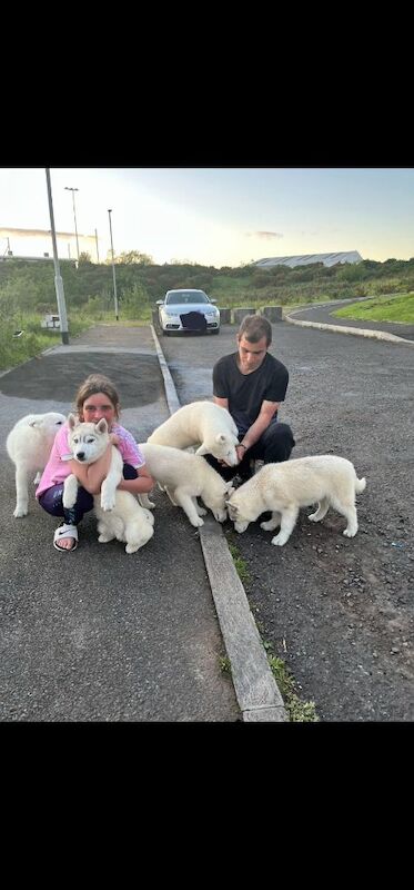 I am selling 5 Siberian Huskies, seven months old.