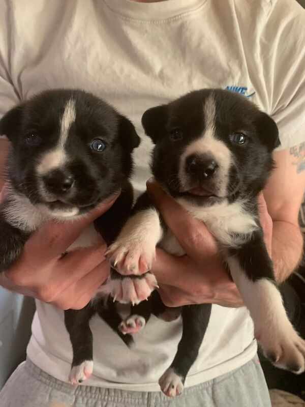 Jack/ husky puppies for sale in Leeds, West Yorkshire