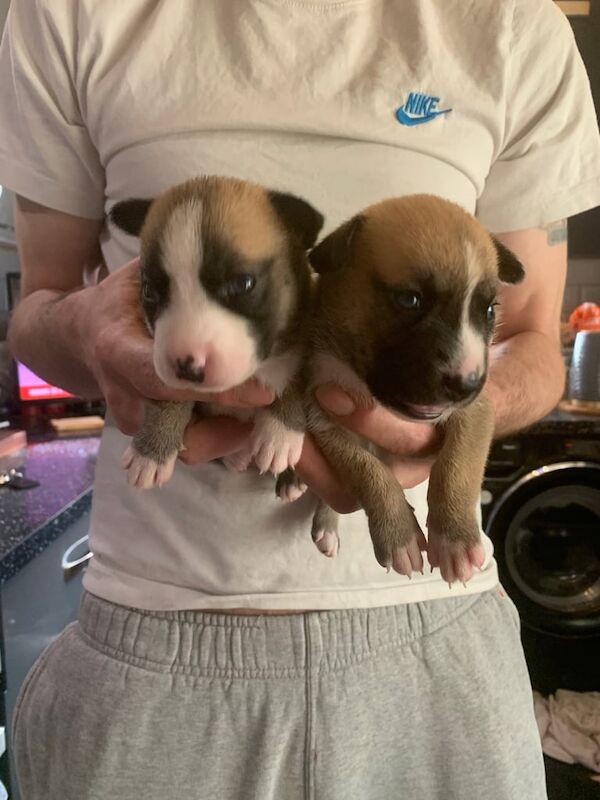 Siberian Husky puppies for sale in Leeds, West Yorkshire – 8 months old - Image 2 of 3