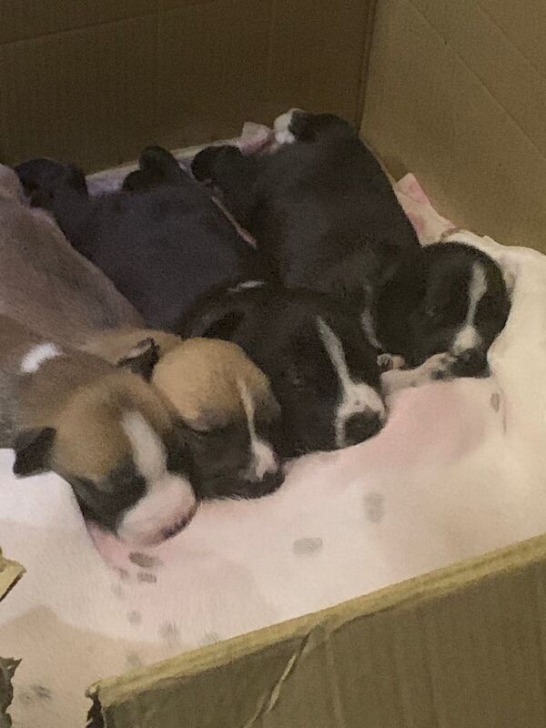 Siberian Husky puppies for sale in Leeds, West Yorkshire – 8 months old - Image 3 of 3