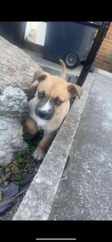 Jack/husky puppies for sale in Leeds, West Yorkshire