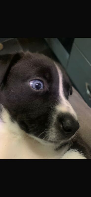 Jack/husky puppies for sale in Leeds, West Yorkshire | Image 2