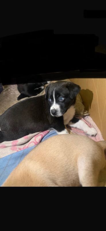 Jack/husky puppies for sale in Leeds, West Yorkshire | Image 3