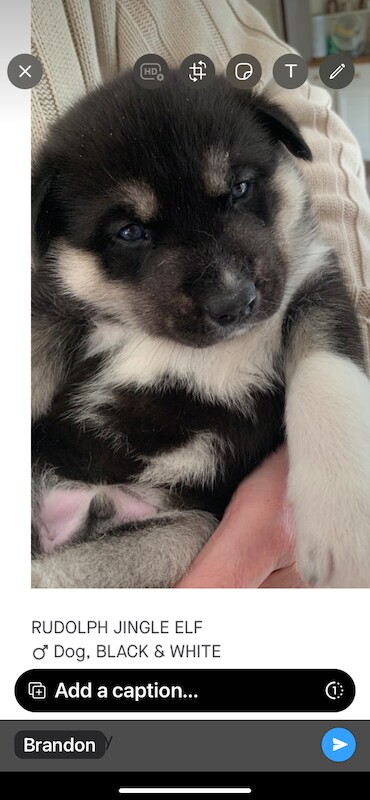 Kennel club Siberian husky puppies for sale in Farnborough, Hampshire | Image 2