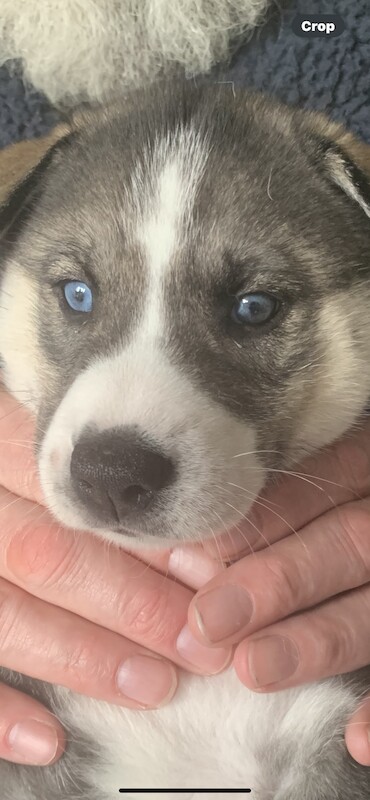 Kennel club Siberian husky puppies for sale in Farnborough, Hampshire | Image 3
