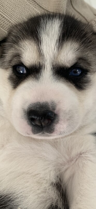Kennel club Siberian husky puppies for sale in Farnborough, Hampshire | Image 4
