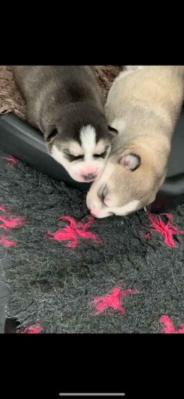 Siberian Husky puppies for sale in Farnborough, Hampshire – KC registered, 1 year old - Image 5 of 5