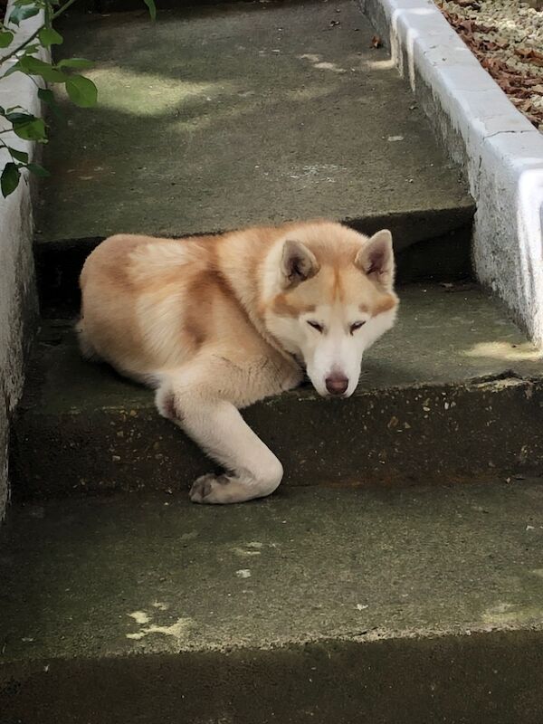 Siberian Husky stud dog for stud in London, City of London, Greater London – KC registered, 3 years old - Image 2 of 12