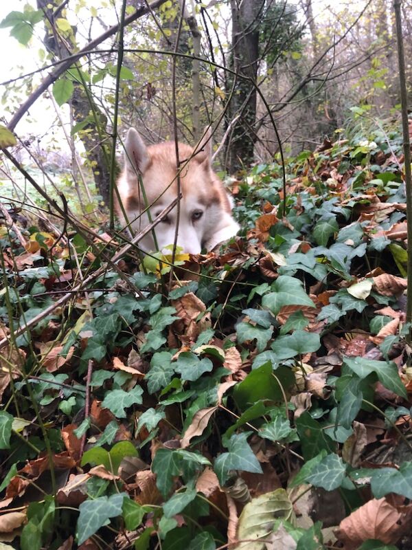 Siberian Husky stud dog for stud in London, City of London, Greater London – KC registered, 3 years old - Image 5 of 12