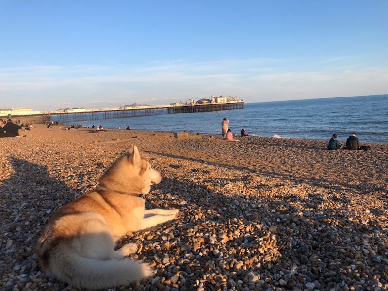 Siberian Husky stud dog for stud in London, City of London, Greater London – KC registered, 3 years old - Image 6 of 12