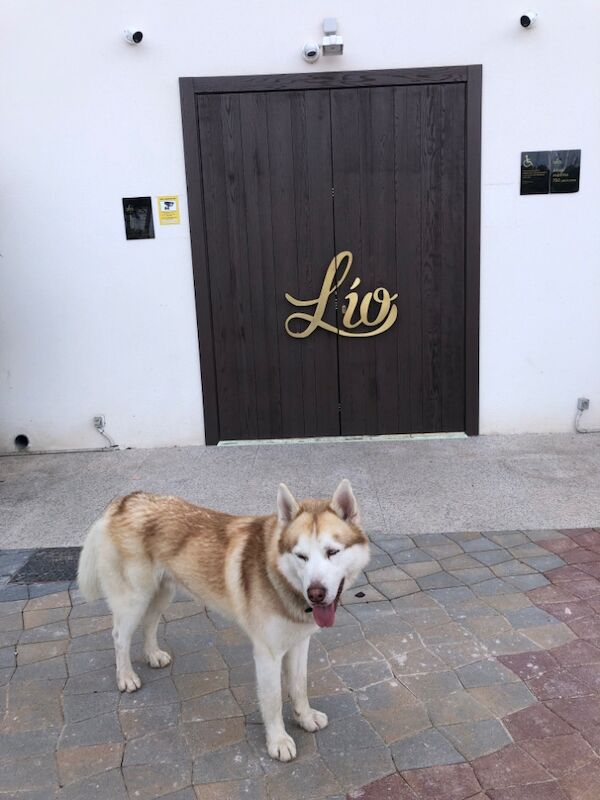 Siberian Husky stud dog for stud in London, City of London, Greater London – KC registered, 3 years old - Image 9 of 12