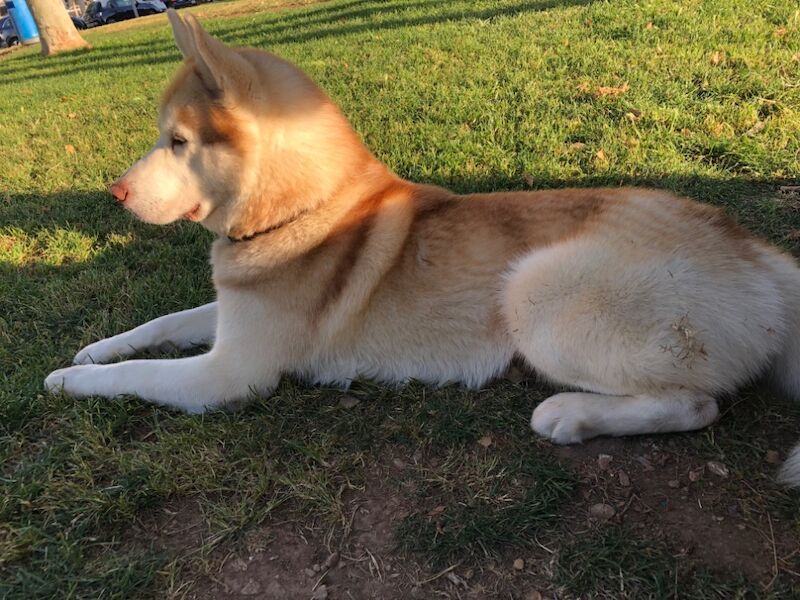 Siberian Husky stud dog for stud in London, City of London, Greater London – KC registered, 3 years old - Image 10 of 12