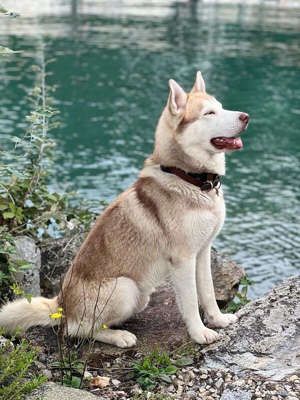 Siberian Husky stud dog for stud in London, City of London, Greater London – KC registered, 3 years old - Image 11 of 12