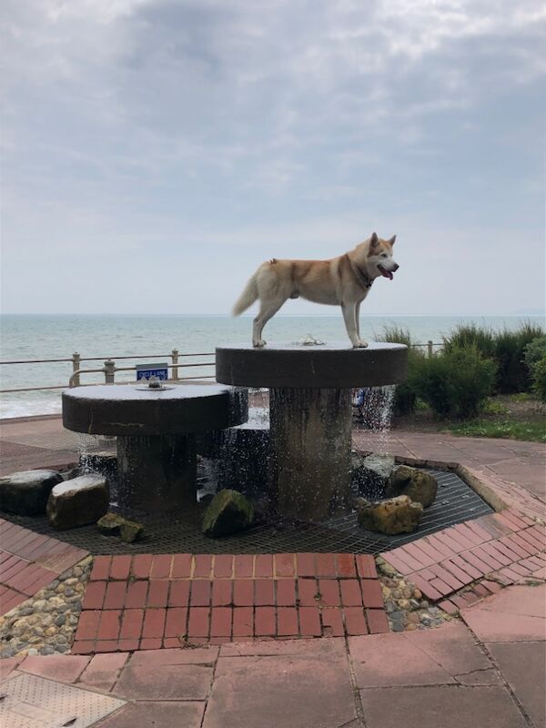 Siberian Husky stud dog for stud in London, City of London, Greater London – KC registered, 3 years old - Image 12 of 12
