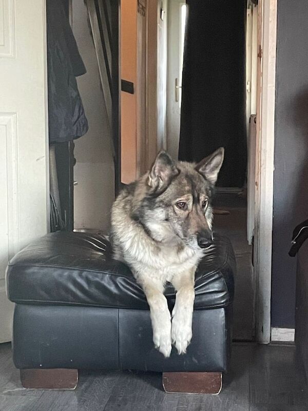 Husky Puppies For Sale