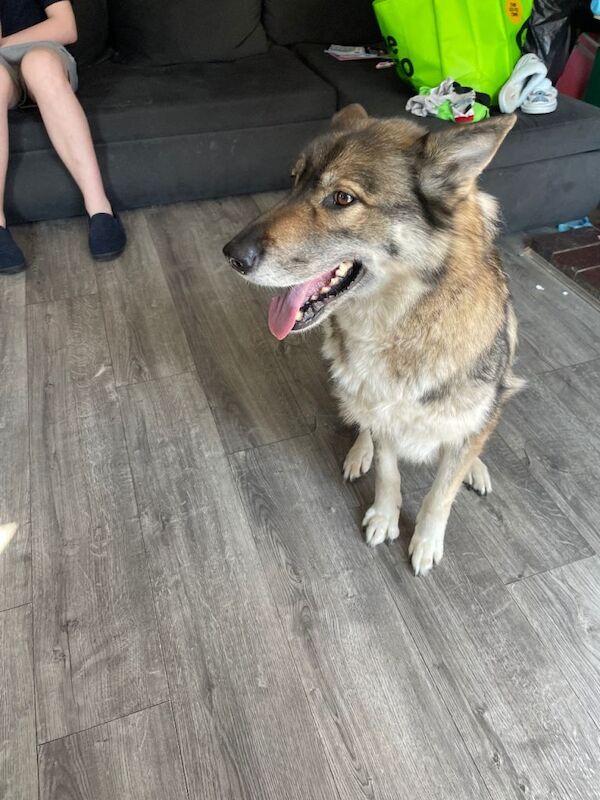 Lexi 7 year old gsd x husky - Image 2 of 4