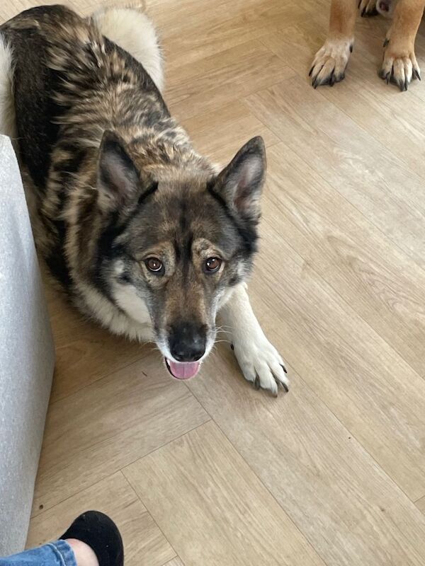 Lexi 7 year old gsd x husky - Image 3 of 4