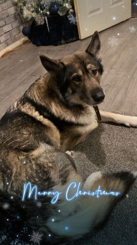 Lexi 7 year old gsd x husky - Image 4 of 4