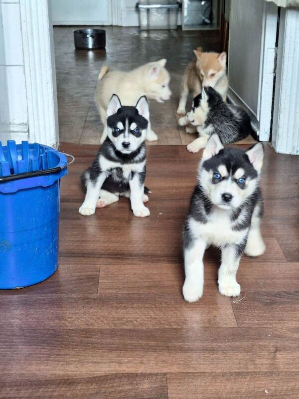 Siberian Husky Puppies For Sale Under £1,000