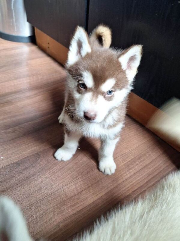 Litter of 7 happy healthy huskies for sale - Image 2 of 5