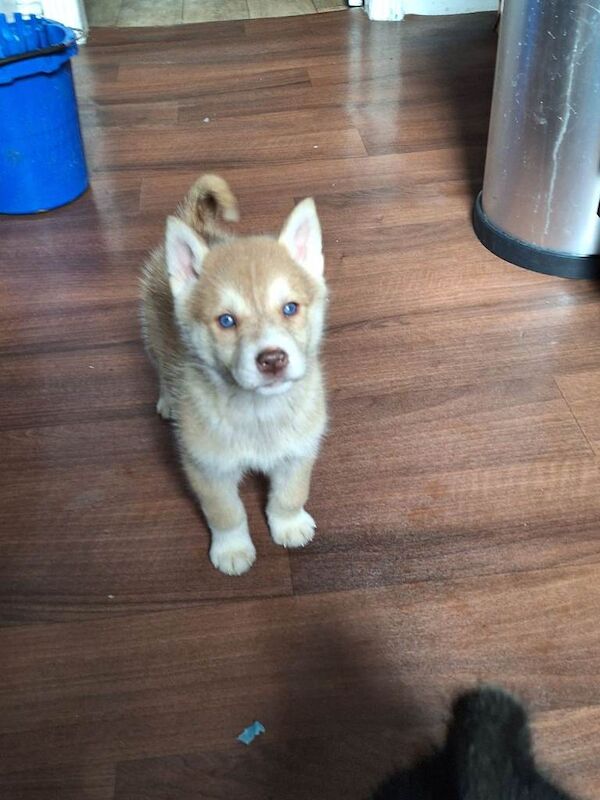 Litter of 7 happy healthy huskies for sale - Image 3 of 5