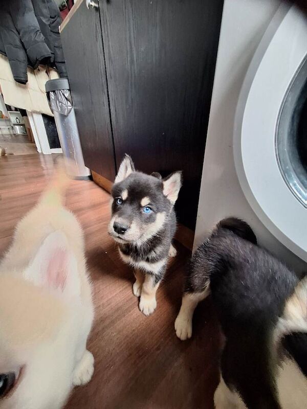 Litter of 7 happy healthy huskies for sale - Image 4 of 5