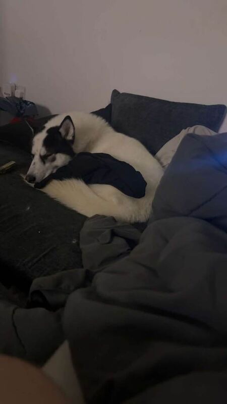 Loki