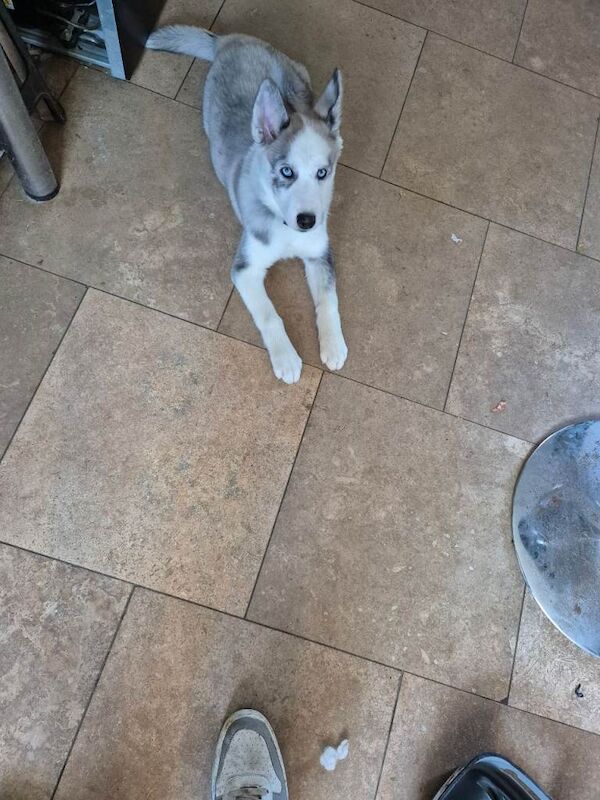 Siberian Husky puppies for sale in Cam, Gloucestershire – 3 months old - Image 2 of 4