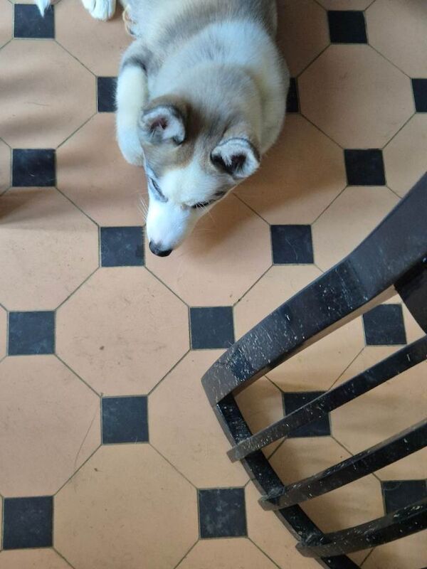 Siberian Husky puppies for sale in Cam, Gloucestershire – 3 months old - Image 3 of 4