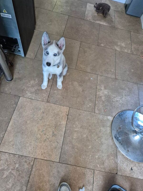 Siberian Husky puppies for sale in Cam, Gloucestershire – 3 months old - Image 4 of 4