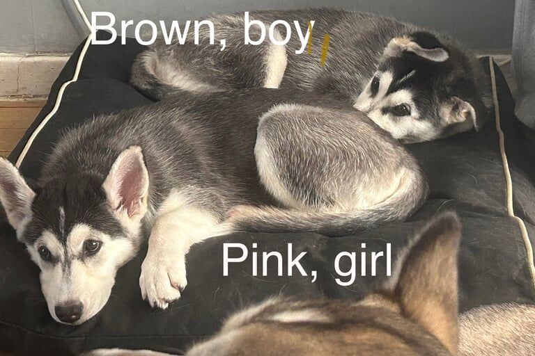Siberian Husky puppies for sale in Ayr, Ayrshire and Arran – 11 weeks old