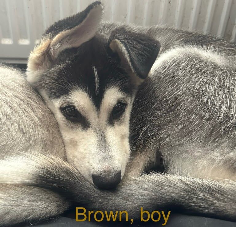 Siberian Husky puppies for sale in Ayr, Ayrshire and Arran – 11 weeks old - Image 2 of 3