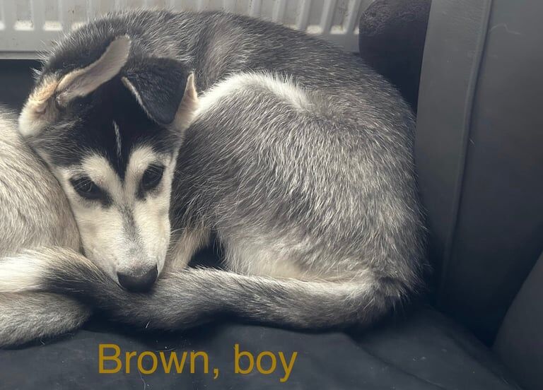 Siberian Husky puppies for sale in Ayr, Ayrshire and Arran – 11 weeks old - Image 3 of 3