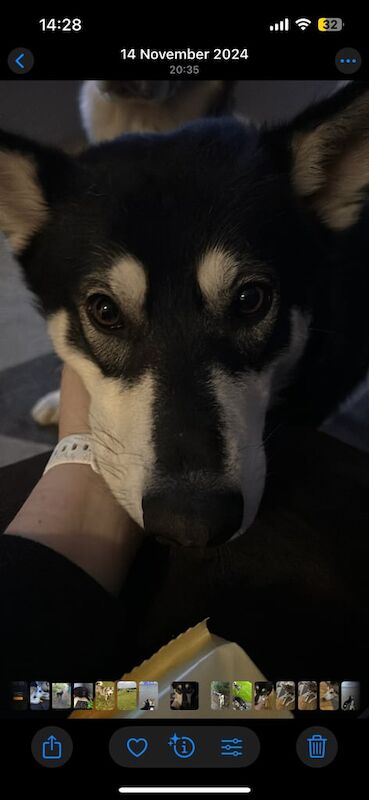 Siberian Husky puppies for sale in Ayr, Ayrshire and Arran – 9 weeks old