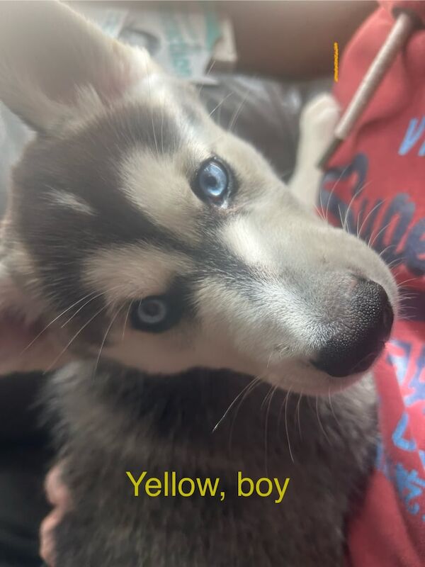 Siberian Husky puppies for sale in Ayr, Ayrshire and Arran – 9 weeks old - Image 2 of 3