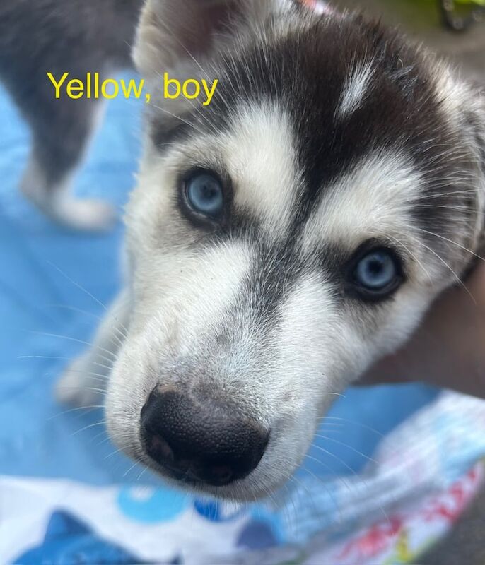 Siberian Husky puppies for sale in Ayr, Ayrshire and Arran – 9 weeks old - Image 3 of 3