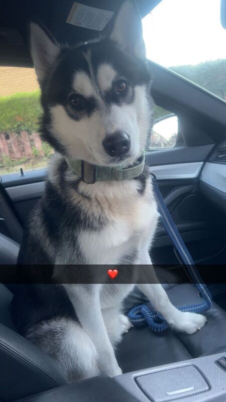 Husky Puppies For Sale
