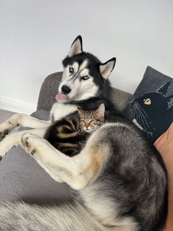 Siberian Husky puppies for sale in Frodsham, Cheshire – 11 months old