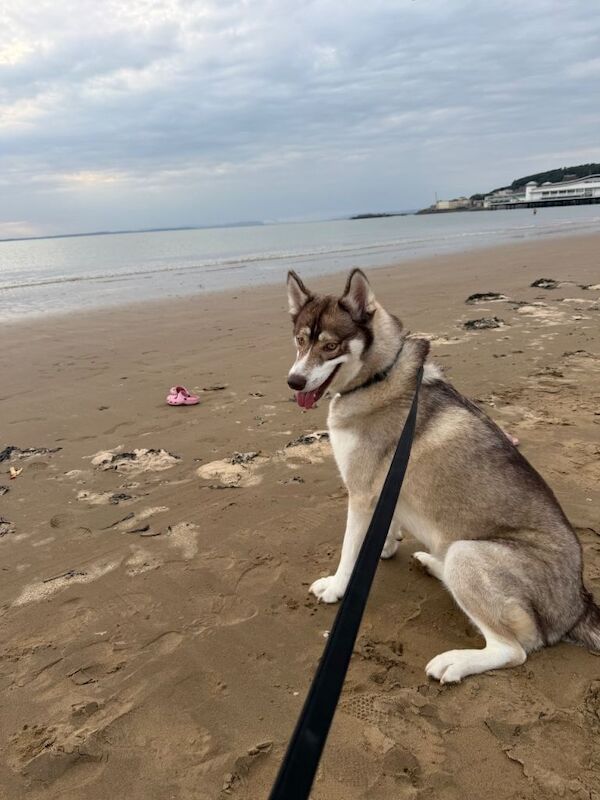 Male 2 & 1/2 inch year old Husky Looking for a New Home