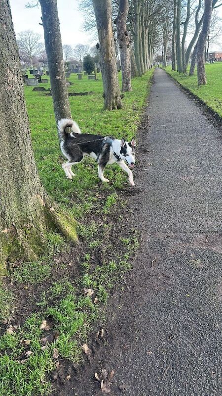 Siberian Husky puppies for sale in Wallasey, Merseyside – 1 year old