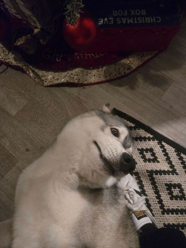 Husky Puppies For Sale